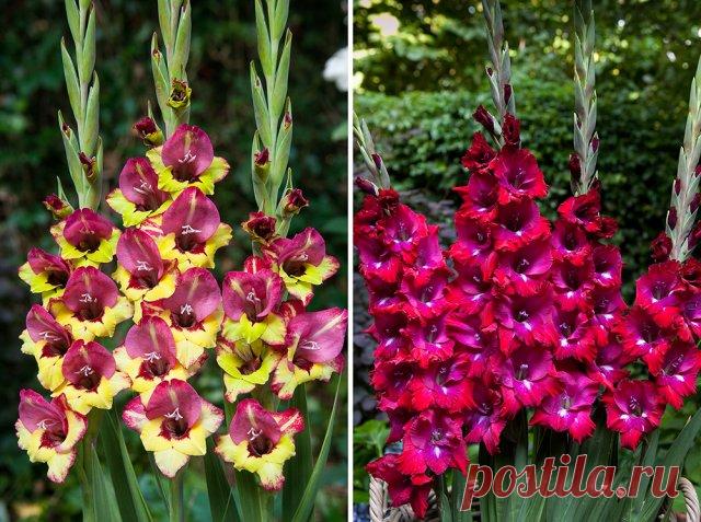 Необычные и экзотичные гладиолусы – эти сорта вас точно не разочаруют