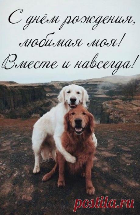 Моя радость, с днем рождения!
В жизни ты — моё спасение,
Ты всегда мне даришь свет,
Даришь краски в жизни, цвет.