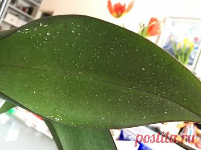 На листьях орхидеи липкие капли — что делать