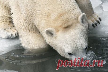 В российском зоопарке из-за инсульта утонула белая медведица. Белая медведица по имени Забава утонула в Большереченском зоопарке в Омской области после инсульта. Об этом глава областного минкульта Юрий Трофимов. Сведения о смерти медведицы ранее стали распространяться в соцсетях. Пользователи сообщали, что Забава не смогла выбраться из проруби, которую для нее сделали сотрудники.