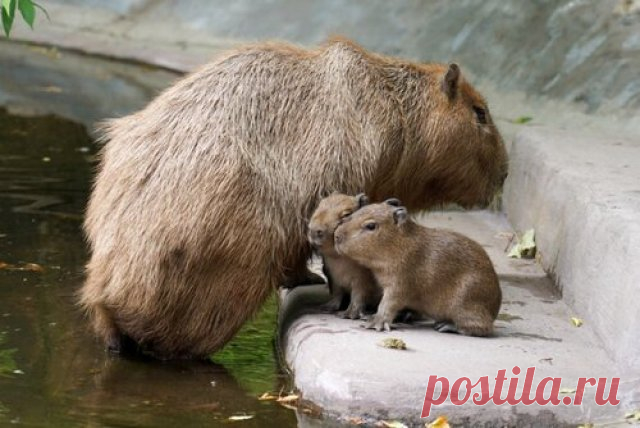 В Московском зоопарке родились детеныши капибары. У пары капибар Кузьмы и Малой из Московского зоопарка родились трое детенышей.