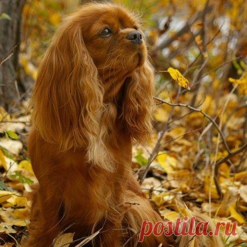 Осенние мордашки