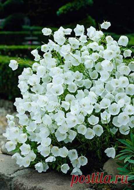 Denise Palugyay Alvarado приколол(а) это к доске GARDEN - White and g…