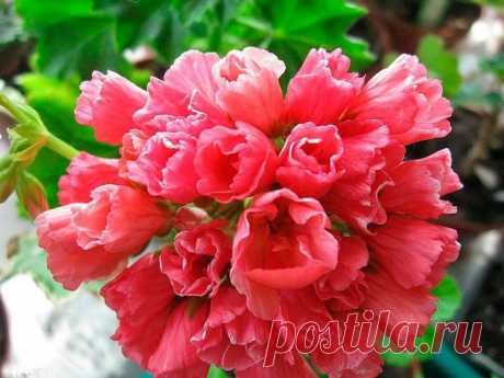 Как обрезать герань для пышного цветения на зиму