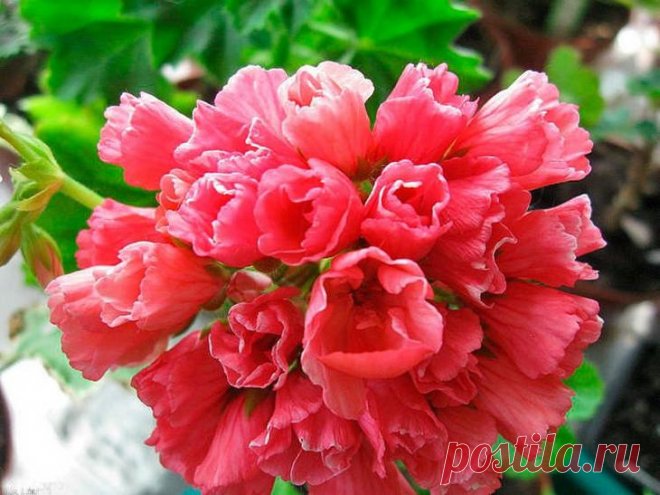 Как обрезать герань для пышного цветения на зиму