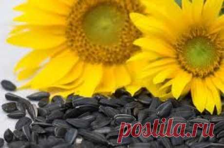 Снижаем давление с помощью семечек подсолнечника