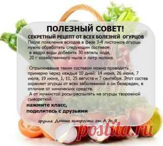огуречные болезни можно предупредить