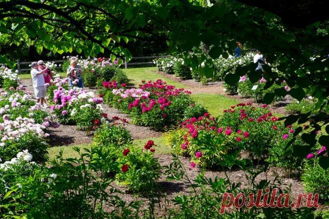 Сад пионов при дендрарии в Анн-Арбор.Мичиган,США