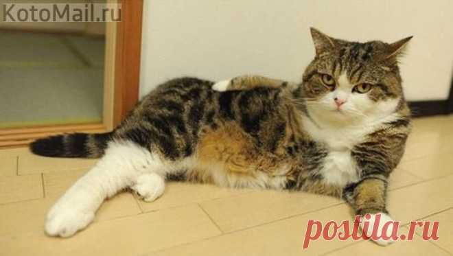 Дама в будуаре | KotoMail.ru