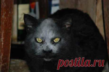 Когда исчадие ада помогает готовить пирожки