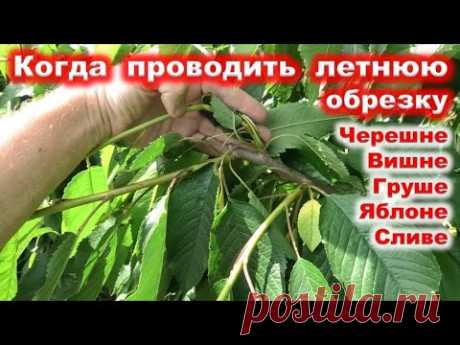 КОГДА проводить ЛЕТНЮЮ ОБРЕЗКУ плодовых ДЕРЕВЬЕВ в саду.