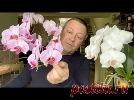 ОРХИДЕЯ НЕ ЦВЕТЁТ, КАКИМ СУПЕР удобрением для орхидеи кормить фаленопсисы для цветения?