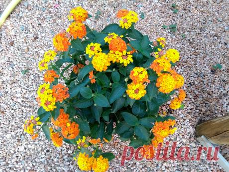 LANTANA