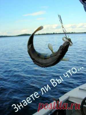 Знаете ли Вы что… (6)
