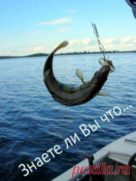 Знаете ли Вы что… (6)