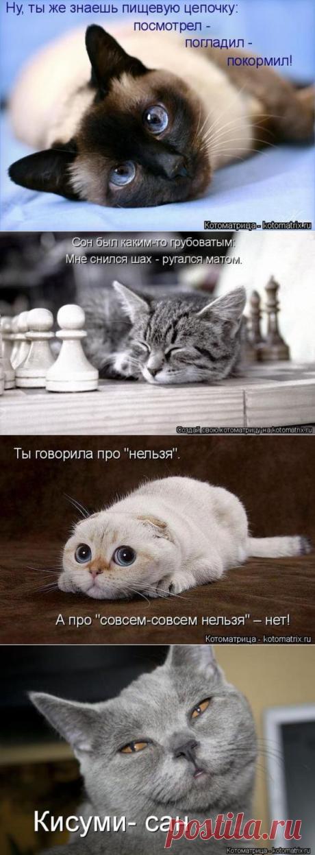 КОТОМАТРИЦЫ.