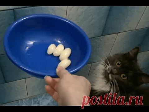 Реакция кошки на черепашьи яйца
