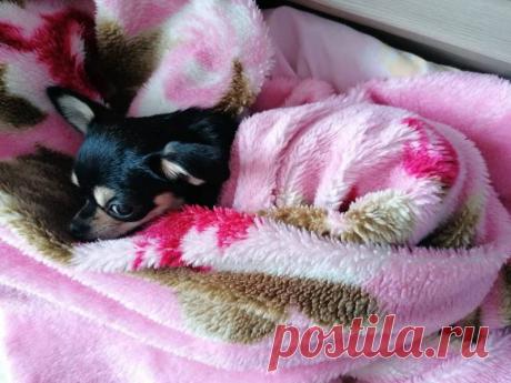 Ifotki.info - бесплатный хостинг фотографий для форумов, дневников, гостевых книг