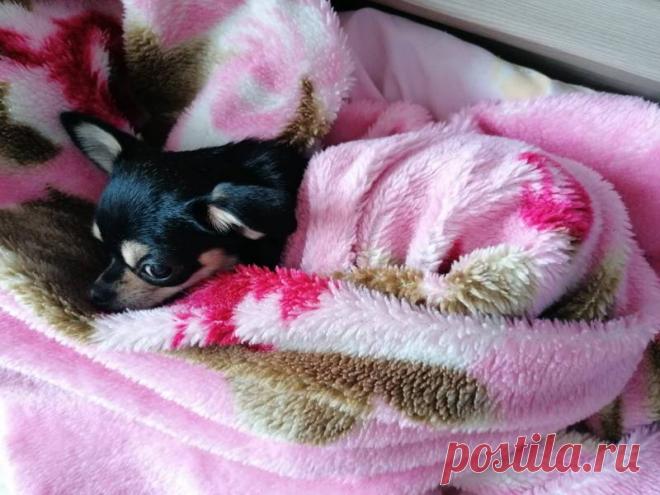 Ifotki.info - бесплатный хостинг фотографий для форумов, дневников, гостевых книг