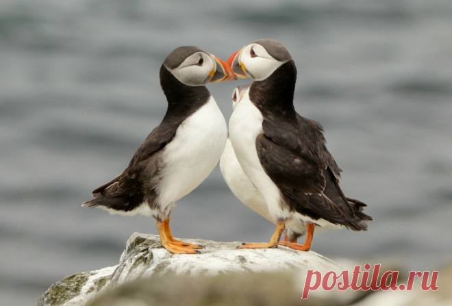 Macareux moine, Iles Farne, Angleterre. Puffins on Farne Islands, England. Une des centaines de photos d'oiseaux de mer prises en Ecosse ou en Angleterre 😀 Je vais attendre d'étre en face de mon ordinateur pour en mettre d' autres !  N'hésiteź pas à me dire 