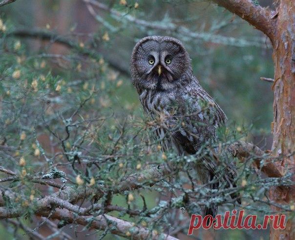 «Дама с бородкой». Бородатая неясыть в Нижегородской области. Автор фото – Геннадий Колотин: nat-geo.ru/photo/user/256261/