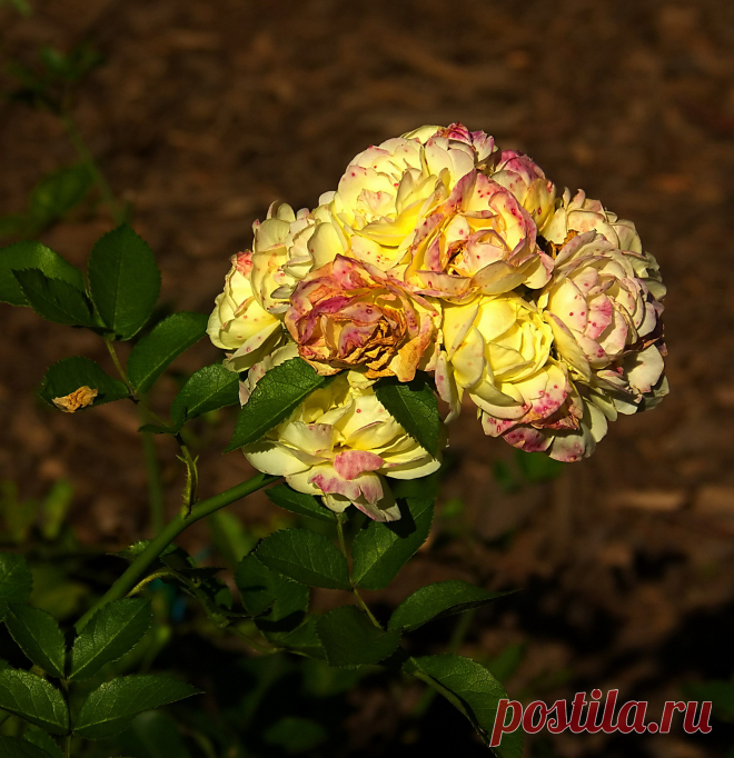 РОЗАРИЙ ботанического сада.Питер - 60 фото. Фотографии Ирина *************.
