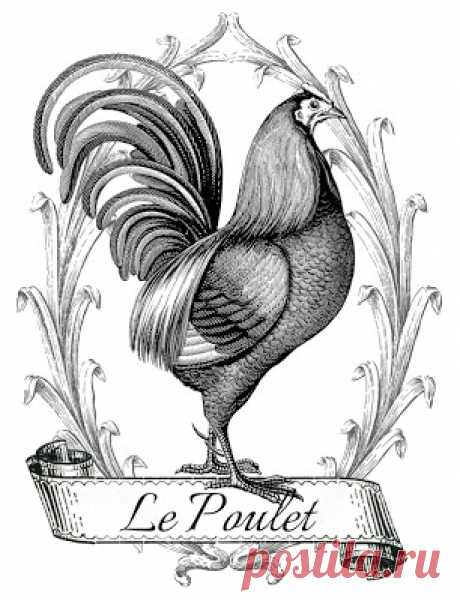 Printable Image Transfer - French Chicken - The Graphics Fairy