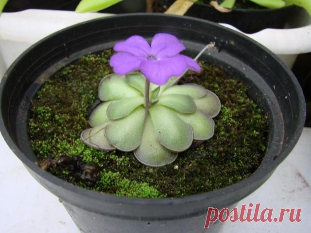 Жирянка круглораздельная (Pinguicula cyclosecta)