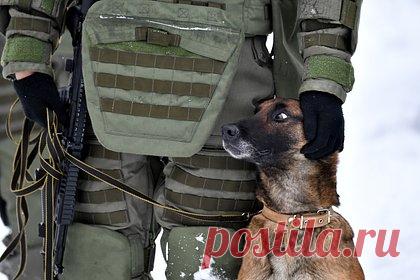 В ЛНР обнаружили схрон со взрывчаткой. Военный корреспондент Андрей Руденко рассказал, что в одном из населенных пунктов Луганской народной республики обнаружили схрон с самодельным взрывным устройством, установленным в неизвлекаемое положение и состоящим из 120-миллиметровых мин, общей массой около 20 килограммов в тротиловом эквиваленте.