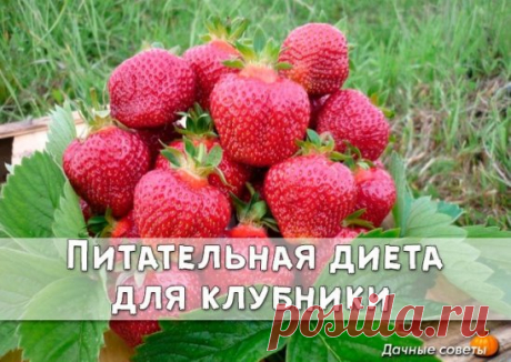 Диета для клубники 
 
  
Эта ягода способна давать фантастические урожаи, но чтобы получить хорошую отдачу, ее надо удобрять. С весны и до конца лета, строго по расписанию и четко по норме. 
 
Всего за сезон клубнике надо шесть подкормок. 
 
1. Во время активного роста листьев: 
1 чайную ложку мочевины растворить в 10 л воды и полить грядки. Норма расхода питательного раствора - ведро на 1 м2. 
 
2. Перед цветением: 2 г биопрепарата иммуноцитофит растворить в 10 л воды и опрыснуть раст