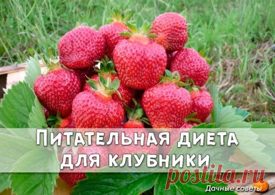 Диета для клубники 
 
  
Эта ягода способна давать фантастические урожаи, но чтобы получить хорошую отдачу, ее надо удобрять. С весны и до конца лета, строго по расписанию и четко по норме. 
 
Всего за сезон клубнике надо шесть подкормок. 
 
1. Во время активного роста листьев: 
1 чайную ложку мочевины растворить в 10 л воды и полить грядки. Норма расхода питательного раствора - ведро на 1 м2. 
 
2. Перед цветением: 2 г биопрепарата иммуноцитофит растворить в 10 л воды и опрыснуть раст