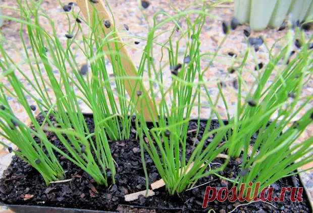 Лук из рассады – отличный урожай - Огородник - 25 ноября - 43080602678 - Медиаплатформа МирТесен