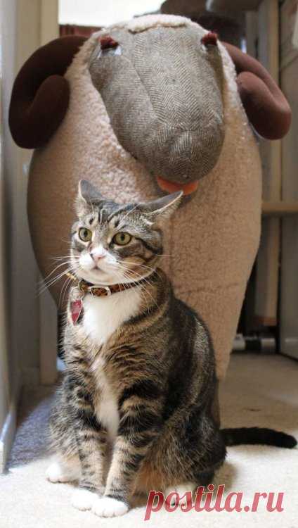 Kitteh Kats. Cat Photos, Cat Gifs, Cat Funny, Kitten pics, lots of Kittens. You know, kitty stuff. Kat, Kot, Katzen, Gatos, Gatitos, кошки, 猫, it' about cats