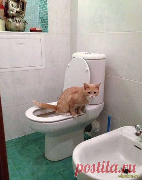 Как я приучал котейку к унитазу))))