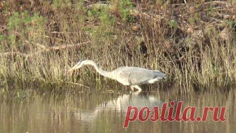 Серая цапля. Супер-рыбалка! Grey Heron. Big catch! Этим летом мы гостили в деревне и наблюдали красивых птиц совсем рядом. *** Красивая модная детская одежда https://arnatana.ru/odejda/ *** Самые лучшие развив...
