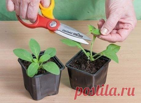 Очень простой способ вырастить петунию

У многих садоводов не получается вырастить петунию из семян. Я каждый год рассаду петунии выращиваю сама. И поверьте, её вырастить очень легко. Только есть несколько секретов, которыми я с удовольствием поделюсь.

Раскладываю торфотаблетки в пластиковый контейнер. И заливаю теплой водой с добавлением «Гумистара» или «Биококтейля». Таблетки вырастают «на глазах». На каждую торфотаблетку положить по 1 грануле петунии.
Показать полностью…