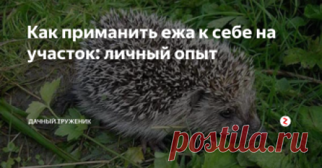 Как приманить ежа к себе на участок: личный опыт Дело было лет 10 назад. Вечером, после захода солнца, стала замечать, что по участку среди травы периодически кто-то бродит. Сразу подумала, что ежик и оказалась права.
По каким-то причинам, этот маленький зверек стал частенько посещать мой участок. Видимо, поселился где-то неподалеку. Такое соседство меня вполне устраивало. Ежи животные не назойливые. Днем их не видно, а ночью они бегают по участ