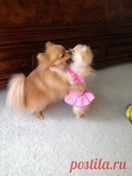 Pomeranians love to dance