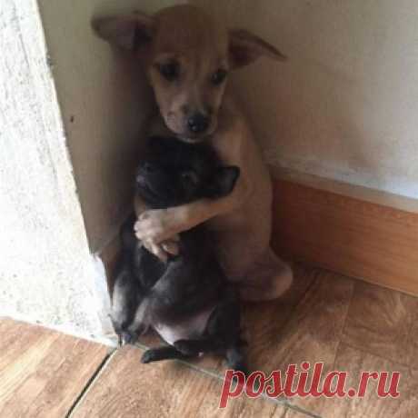 Обнимающиеся щенки из буддийского храма в Вьетнаме