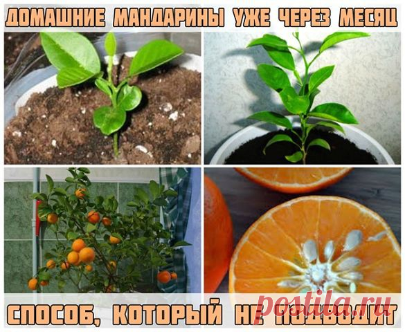 ДОМАШНИЕ МАНДАРИНЫ УЖЕ ЧЕРЕЗ МЕСЯЦ. СПОСОБ, КОТОРЫЙ НЕ ПОДВОДИТ.