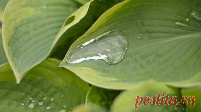 Как ухаживать за хостой? | В цветнике (Огород.ru)