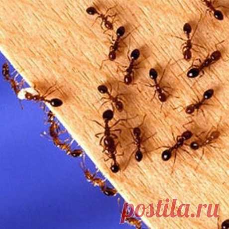 Иногда просто нет сил бороться с муравьями, которые бесконечными чередками появляются на кухне неизвестно откуда. Здесь поможет нашатырный спирт!
