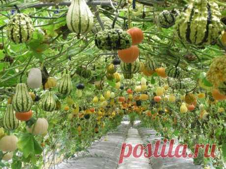 9+ Vertical Gardens :: Vegetable Garden Ideas