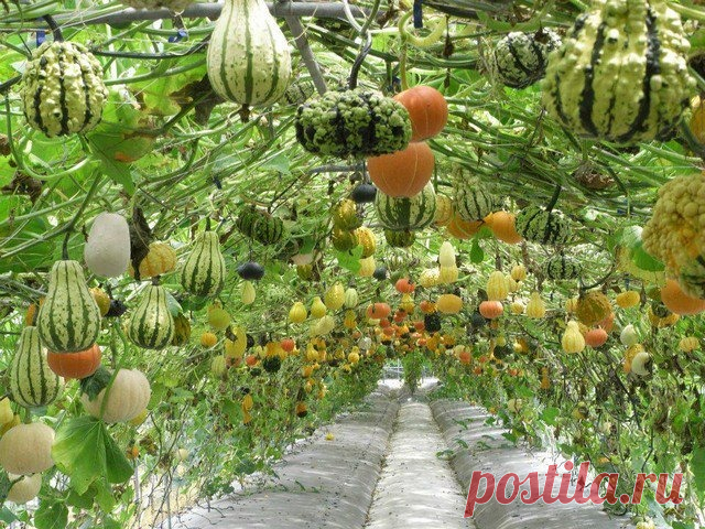 9+ Vertical Gardens :: Vegetable Garden Ideas