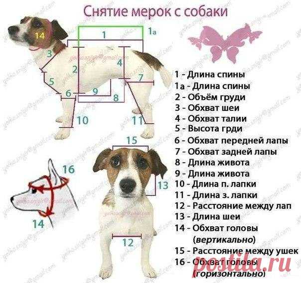 ДЛЯ ДОМАШНЕГО ЛЮБИМЦА