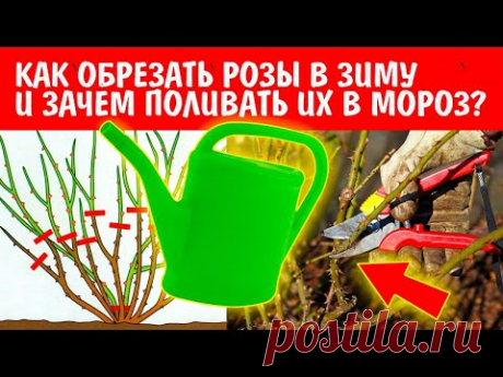 ОБРЕЗКА РОЗ ОСЕНЬЮ ПО ТИПУ РОСТА. ЧАЙНО-ГИБРИДНАЯ. ФЛОРБУНДА. ПЛЕТИСТАЯ. КАК ПРАВИЛЬНО?