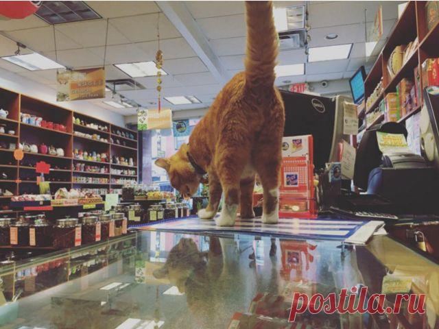 7 самых знаменитых котов-барыг