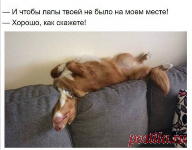 Смешная подборка фото приколов с собаками. Обязательно заходите посмеяться. | Юлия Хрис | Яндекс Дзен