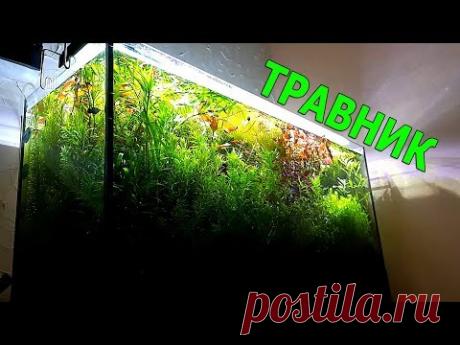 Аквариум травник. Особые знания - YouTube