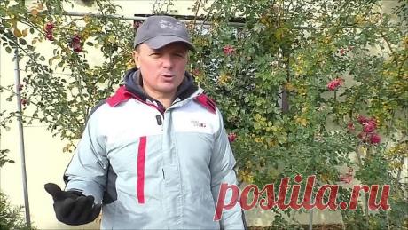 Обрезка плетистой розы осенью. Уход за розами осенью!